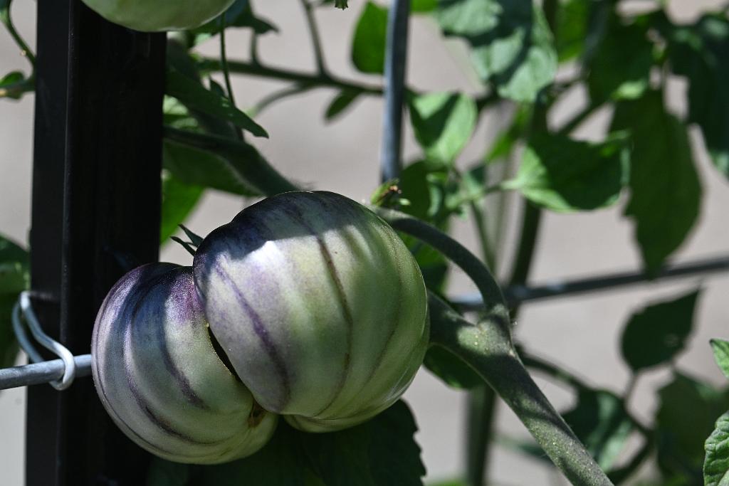2025-08080028 Tower Hill Botanaic Garden, MA.JPG - Heirloom Tomato. New England Botanic Garden at Tower Hill, MA, 8-8-2025